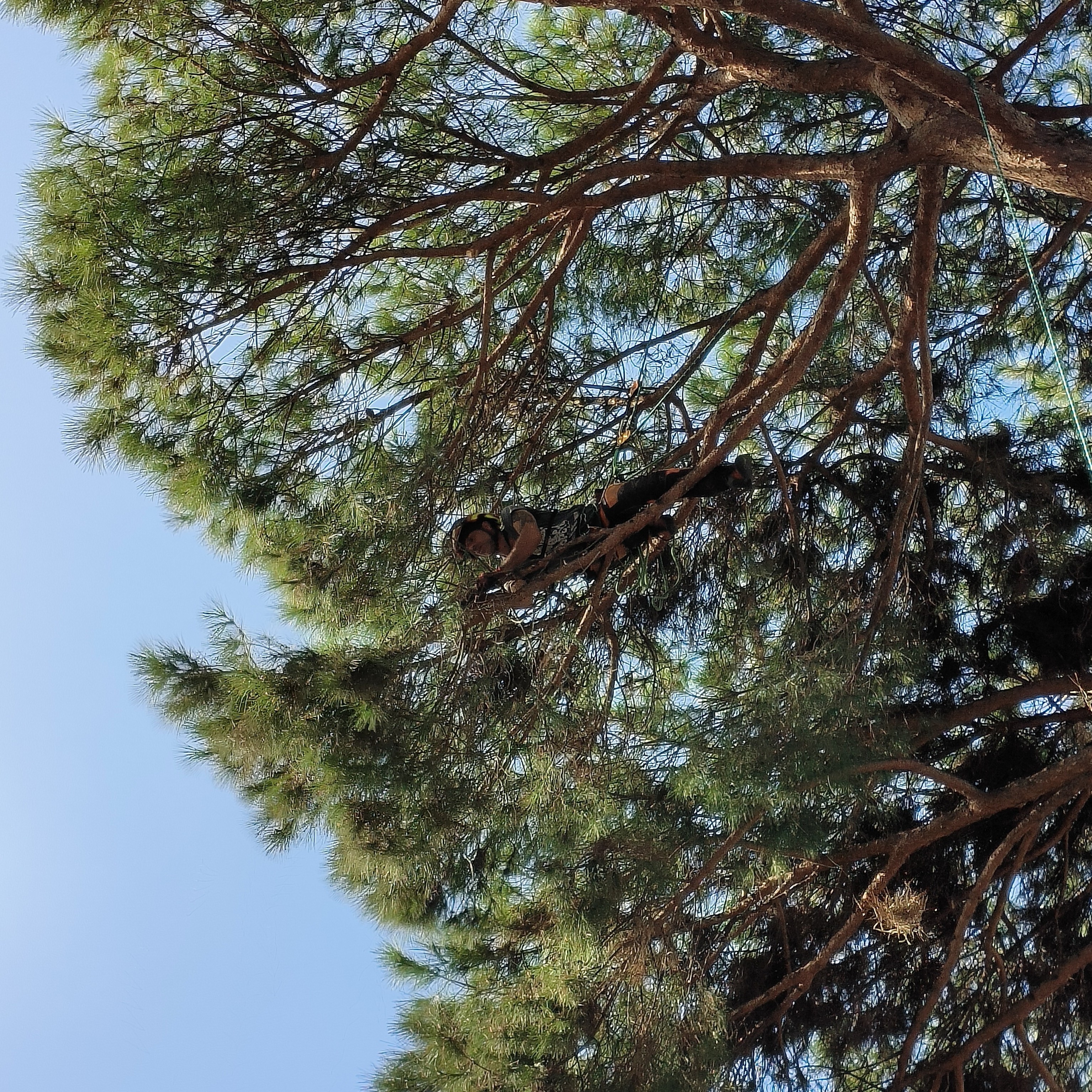 arboricultura